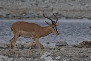 DPPhotography - Namibia - Black-faced impala - H