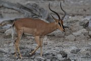 DPPhotography - Namibia - Black-faced impala - I