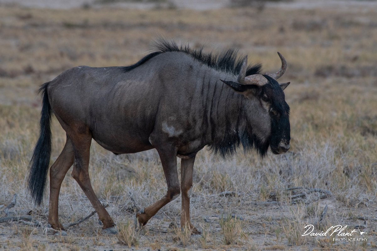 DPPhotography - Namibia - Blue wildebeest - B.jpg - Blue wildebeest - Etosha National Park