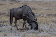 DPPhotography - Namibia - Blue wildebeest - A