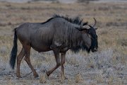 DPPhotography - Namibia - Blue wildebeest - B