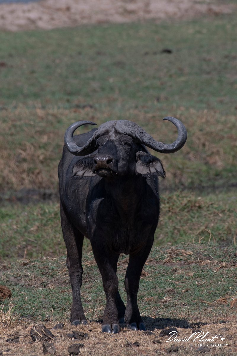 DPPhotography - Namibia - Cape buffalo - C.jpg - Cape buffalo - Buffalo Core Area