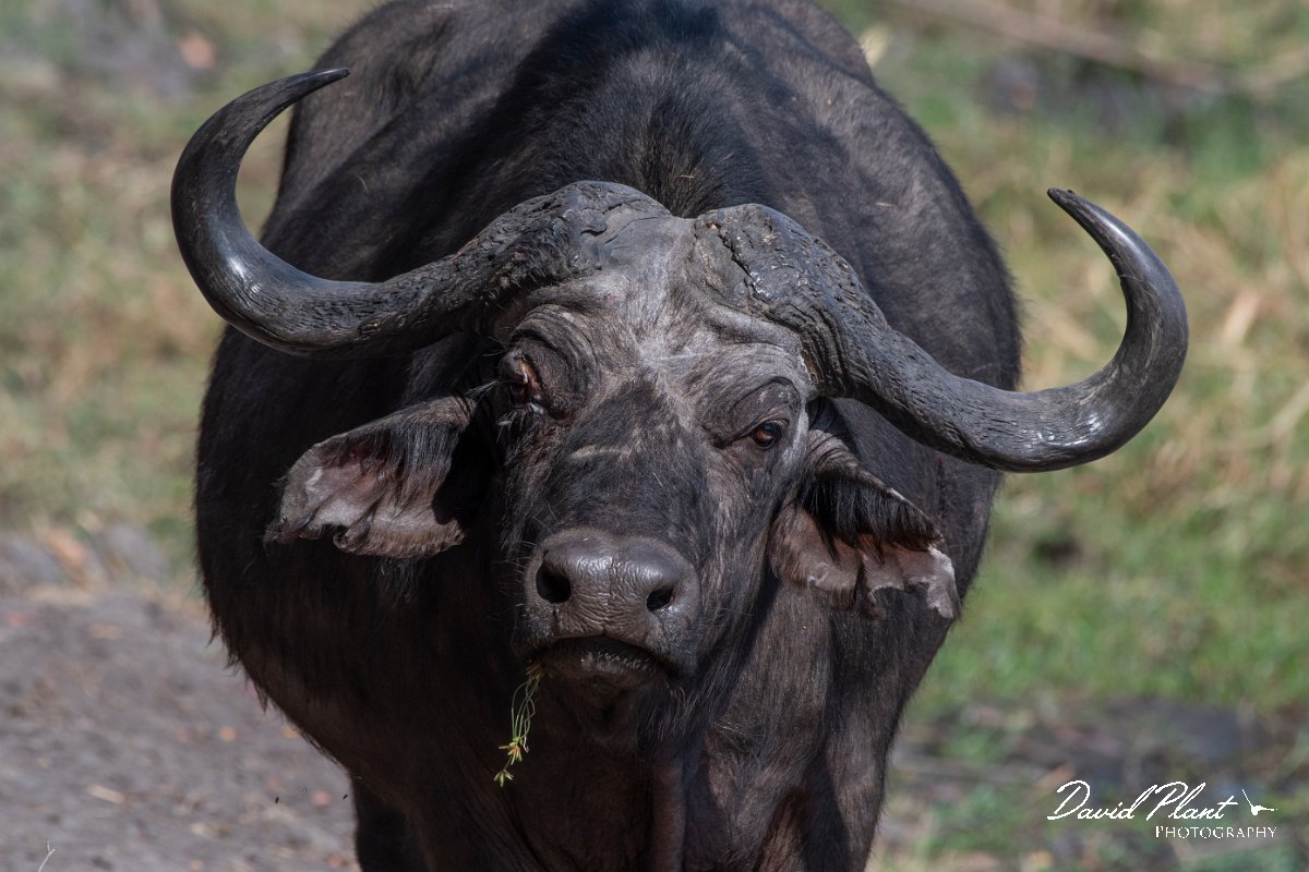 DPPhotography - Namibia - Cape buffalo - E.jpg - Cape buffalo - Mahango National Park