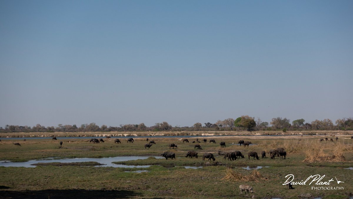 DPPhotography - Namibia - Cape buffalo - F.jpg - Cape buffalo - Buffalo Core Area