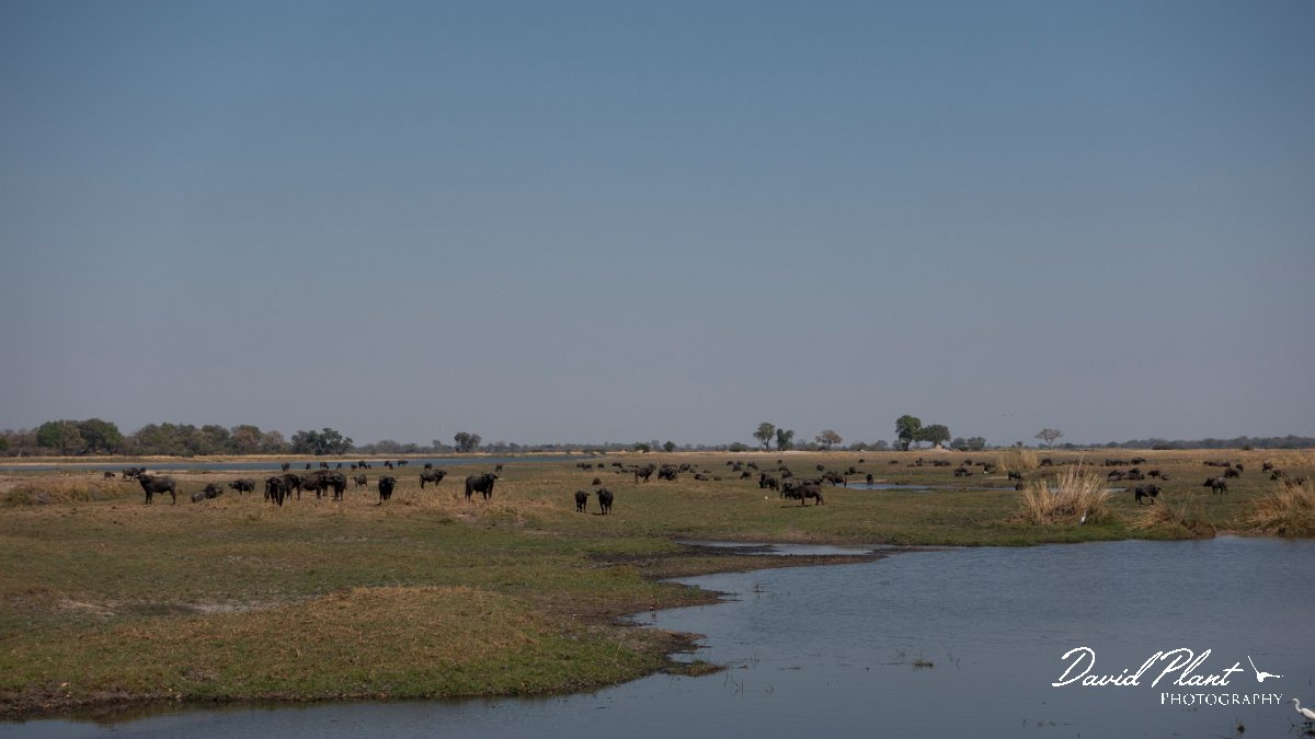 DPPhotography - Namibia - Cape buffalo - G.jpg - Cape buffalo - Buffalo Core Area