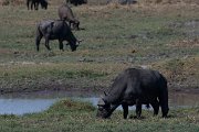 DPPhotography - Namibia - Cape buffalo - A