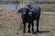 DPPhotography - Namibia - Cape buffalo - B