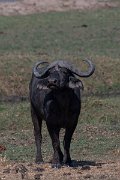DPPhotography - Namibia - Cape buffalo - C