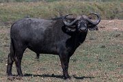 DPPhotography - Namibia - Cape buffalo - D