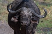 DPPhotography - Namibia - Cape buffalo - E