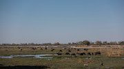 DPPhotography - Namibia - Cape buffalo - F