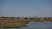 DPPhotography - Namibia - Cape buffalo - G