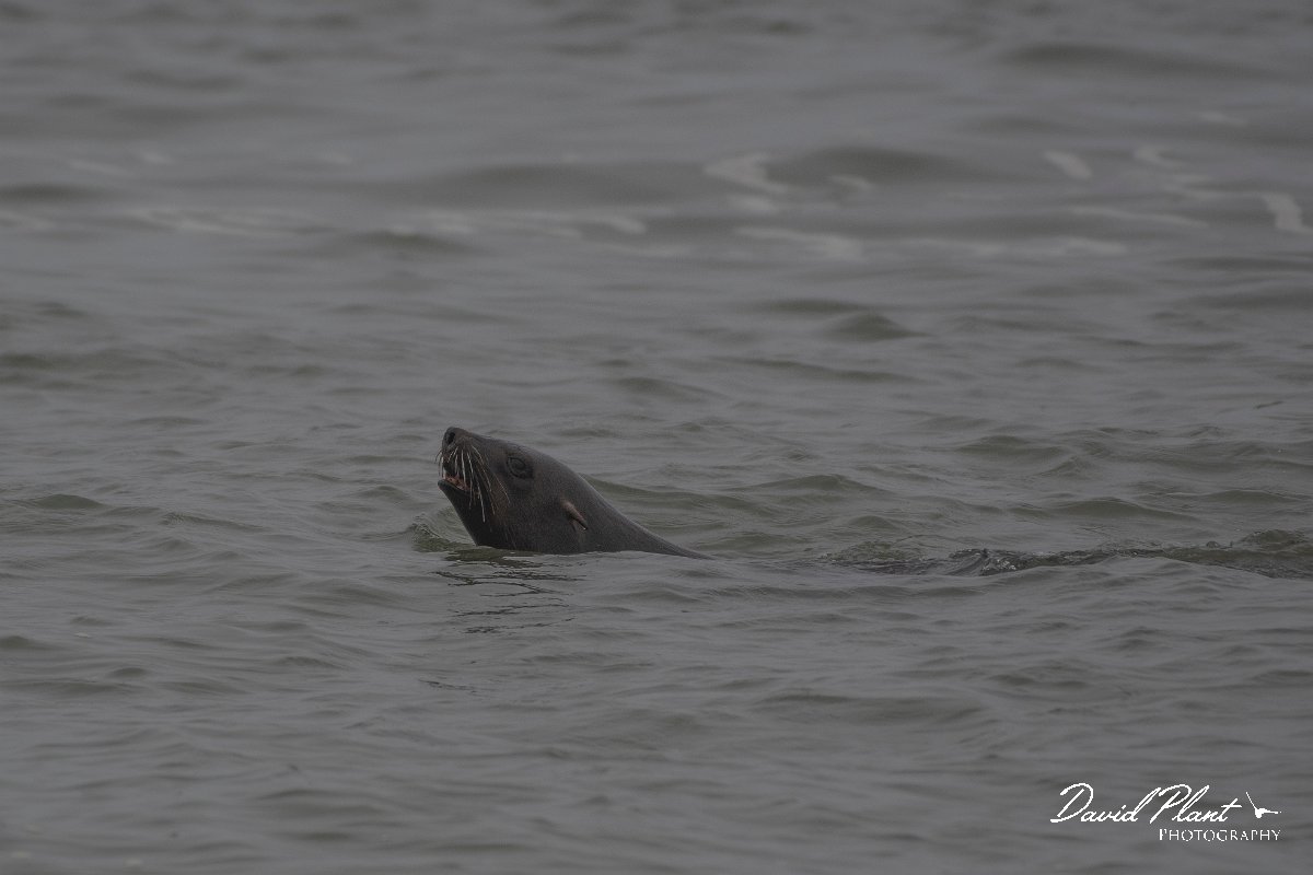 DPPhotography - Namibia - Cape fur seal - A.jpg - Cape fur seal - Walvis Bay