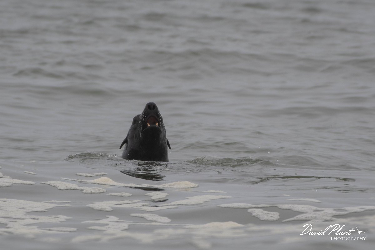 DPPhotography - Namibia - Cape fur seal - B.jpg - Cape fur seal - Walvis Bay