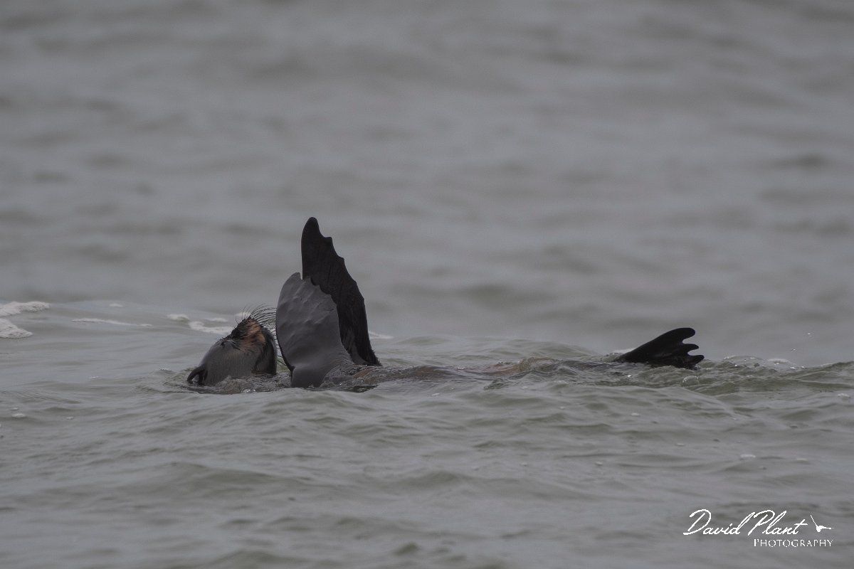 DPPhotography - Namibia - Cape fur seal - C.jpg - Cape fur seal - Walvis Bay