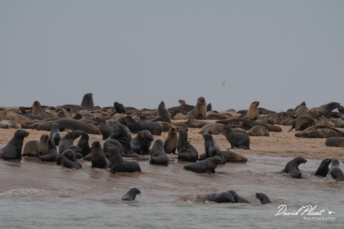 DPPhotography - Namibia - Cape fur seal - D.jpg - Cape fur seal - Walvis Bay