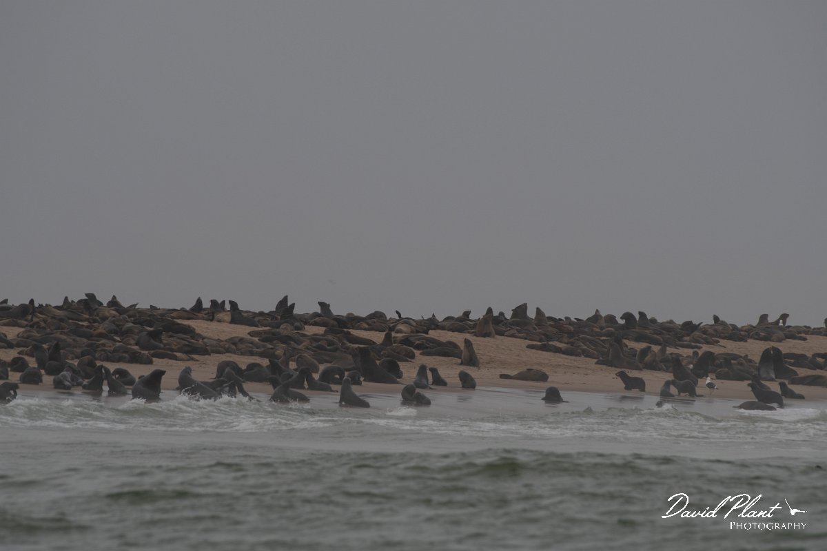 DPPhotography - Namibia - Cape fur seal - E.jpg - Cape fur seal - Walvis Bay