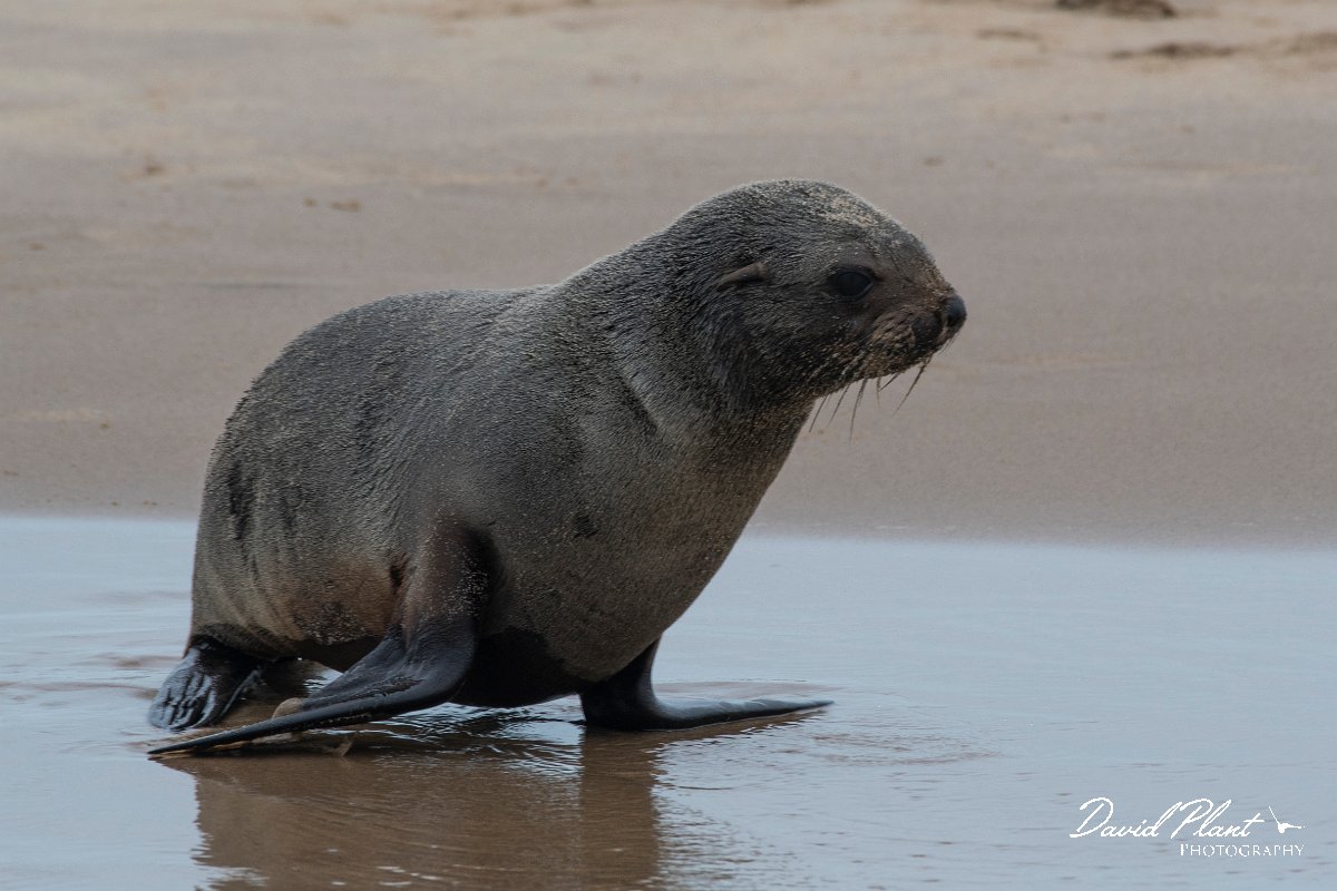 DPPhotography - Namibia - Cape fur seal - G.jpg - Cape fur seal - Walvis Bay