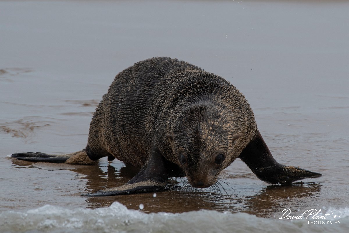 DPPhotography - Namibia - Cape fur seal - H.jpg - Cape fur seal - Walvis Bay