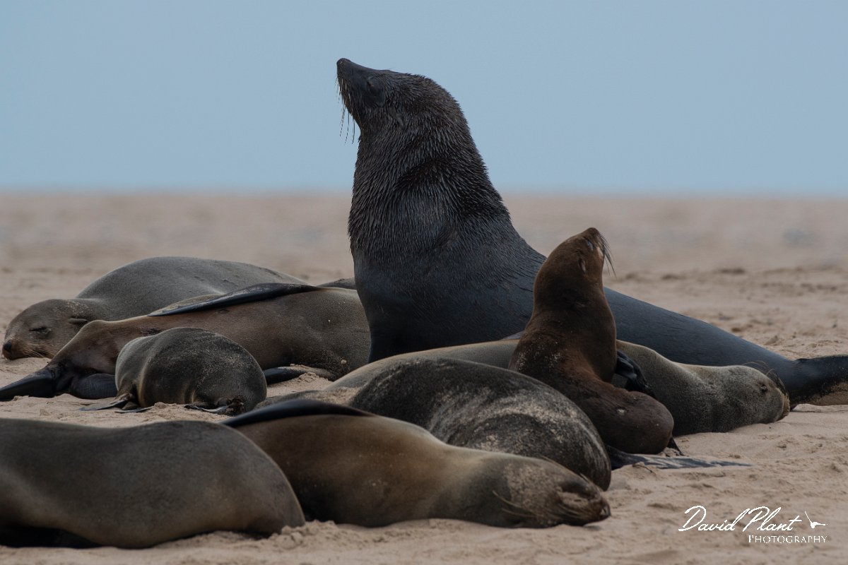 DPPhotography - Namibia - Cape fur seal - I.jpg - Cape fur seal - Walvis Bay