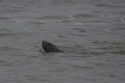 DPPhotography - Namibia - Cape fur seal - A