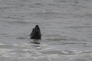 DPPhotography - Namibia - Cape fur seal - B