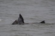 DPPhotography - Namibia - Cape fur seal - C