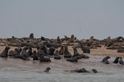 DPPhotography - Namibia - Cape fur seal - D