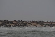 DPPhotography - Namibia - Cape fur seal - E