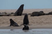 DPPhotography - Namibia - Cape fur seal - F