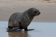 DPPhotography - Namibia - Cape fur seal - G
