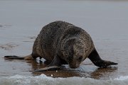 DPPhotography - Namibia - Cape fur seal - H