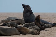 DPPhotography - Namibia - Cape fur seal - I