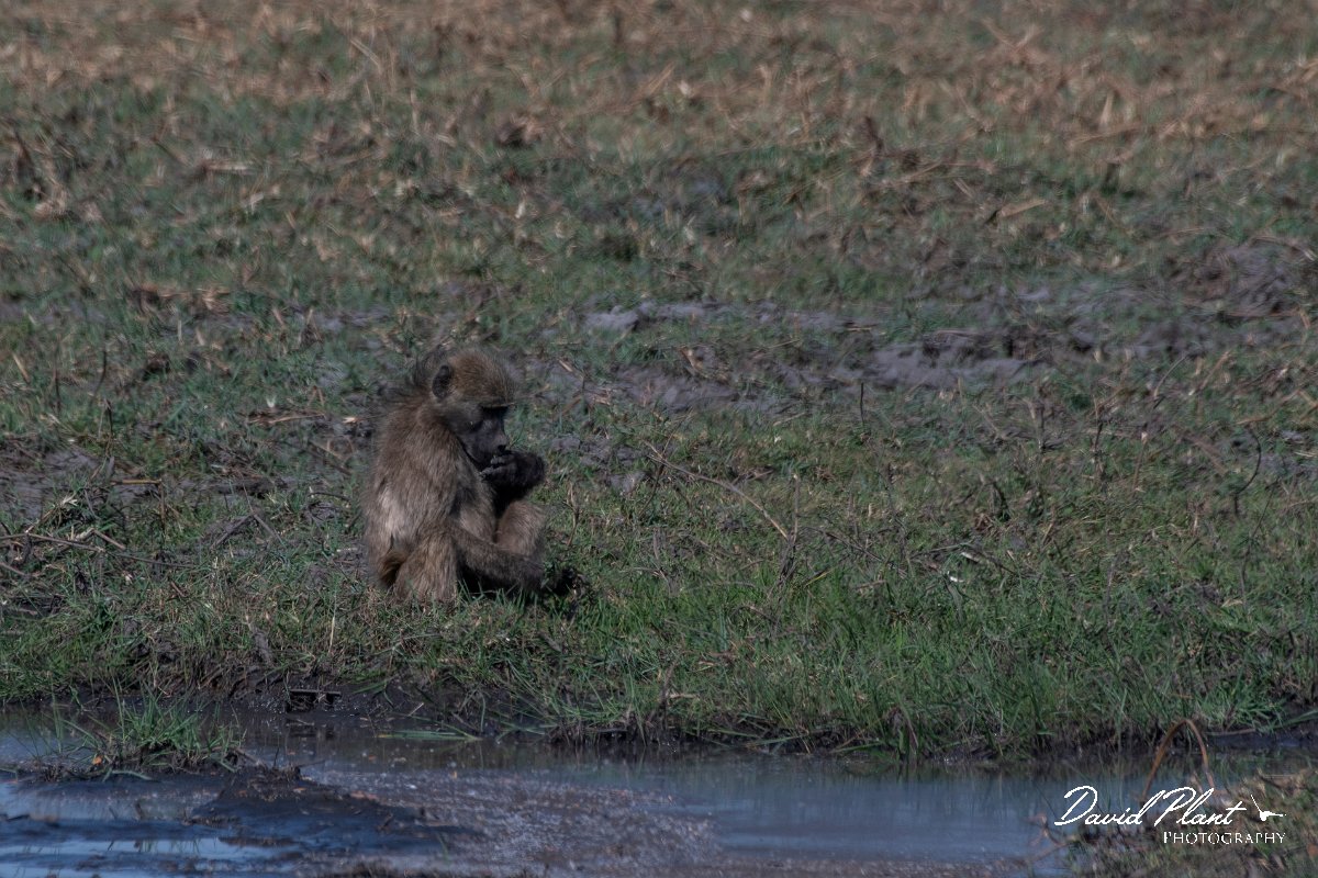 DPPhotography - Namibia - Chacma baboon - A.jpg - Chacma baboon - Mahango National Park