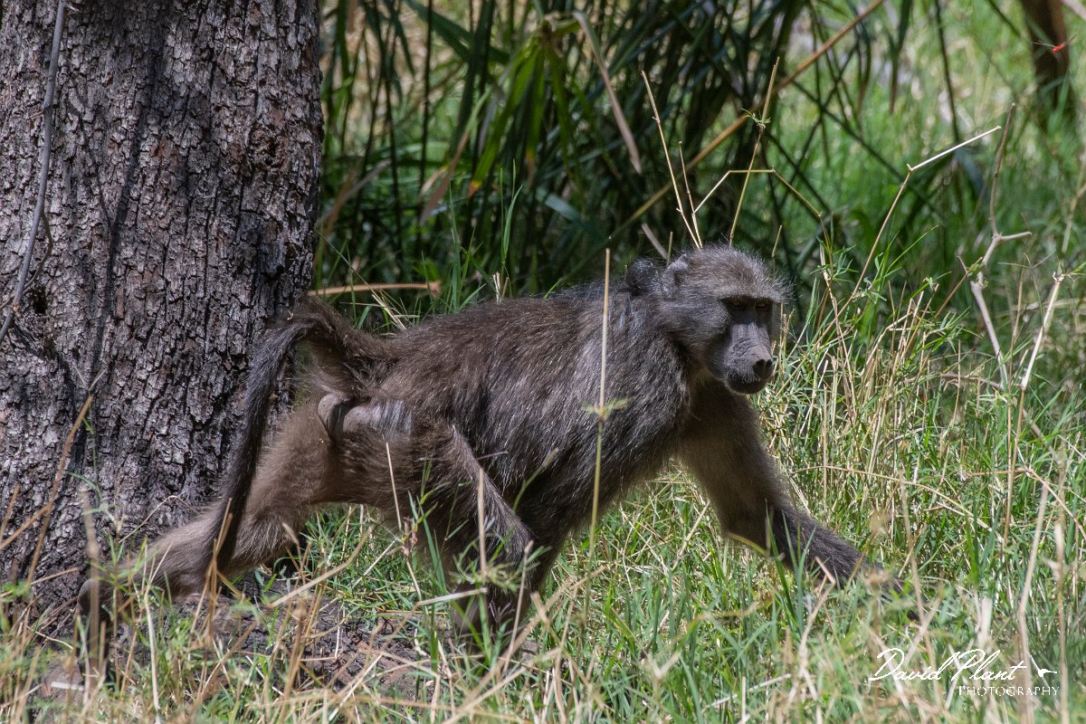 DPPhotography - Namibia - Chacma baboon - B.jpg - Chacma baboon - Waterberg