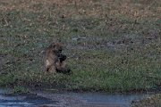DPPhotography - Namibia - Chacma baboon - A