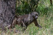DPPhotography - Namibia - Chacma baboon - B