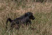 DPPhotography - Namibia - Chacma baboon - C