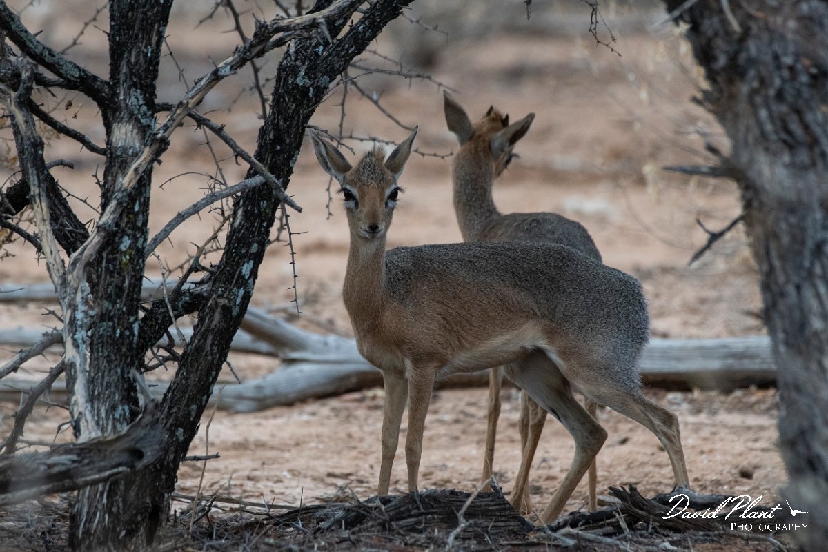 DPPhotography - Namibia - Damara dik-dik - A.jpg - Damara dik-dik female and male - Etosha National Park
