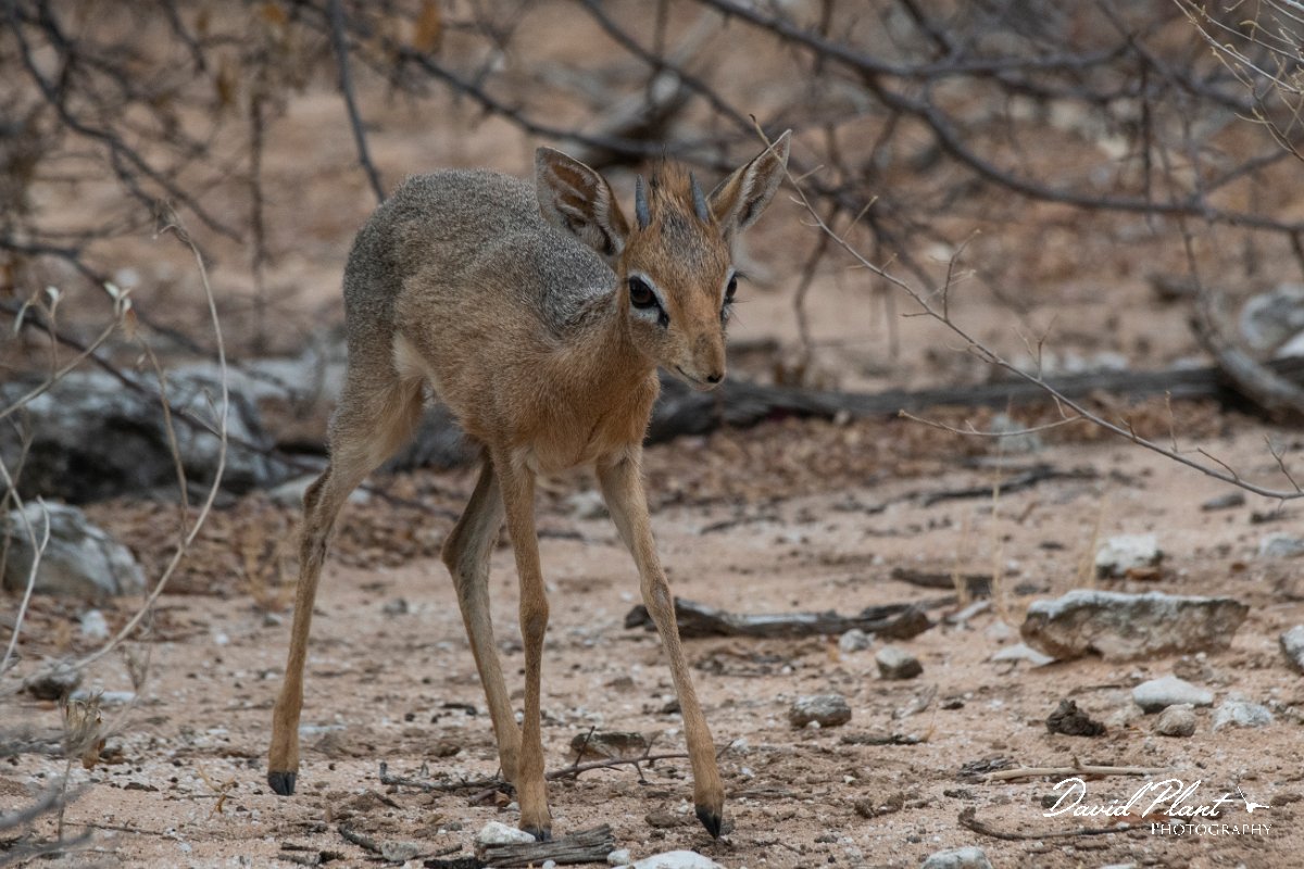 DPPhotography - Namibia - Damara dik-dik - B.jpg - Damara dik-dik male - Etosha National Park