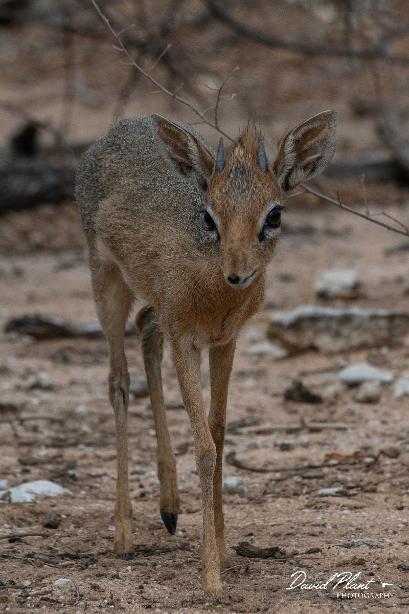 DPPhotography - Namibia - Damara dik-dik - C.jpg - Damara dik-dik male - Etosha National Park