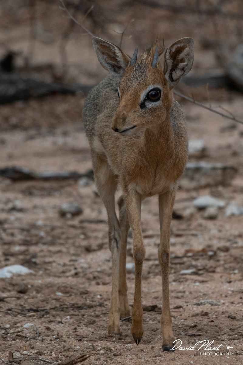 DPPhotography - Namibia - Damara dik-dik - D.jpg - Damara dik-dik male - Etosha National Park