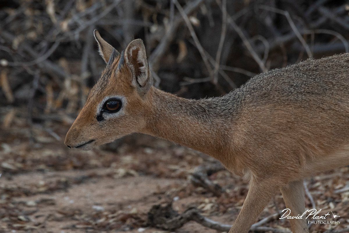 DPPhotography - Namibia - Damara dik-dik - E.jpg - Damara dik-dik male - Etosha National Park