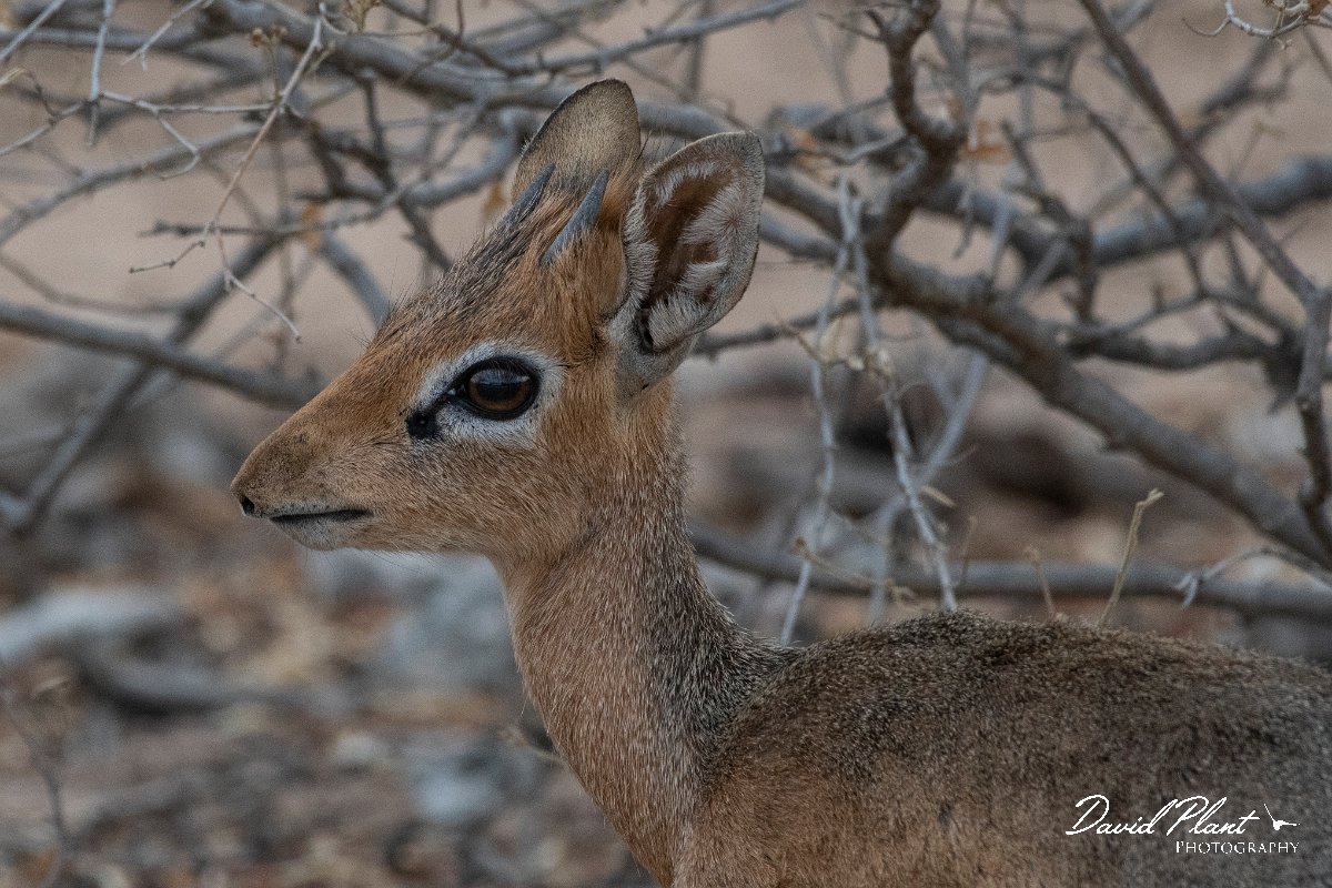 DPPhotography - Namibia - Damara dik-dik - F.jpg - Damara dik-dik male - Etosha National Park
