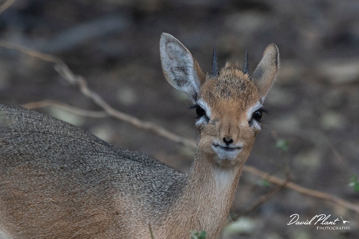 DPPhotography - Namibia - Damara dik-dik - G.jpg - Damara dik-dik male - Waterberg