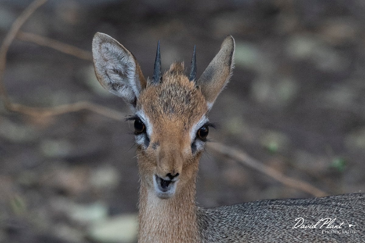 DPPhotography - Namibia - Damara dik-dik - H.jpg - Damara dik-dik male - Waterberg