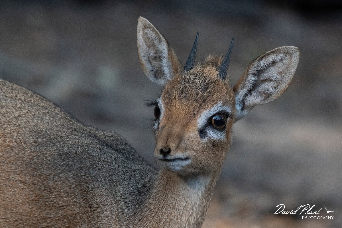 DPPhotography - Namibia - Damara dik-dik - I.jpg - Damara dik-dik male - Waterberg