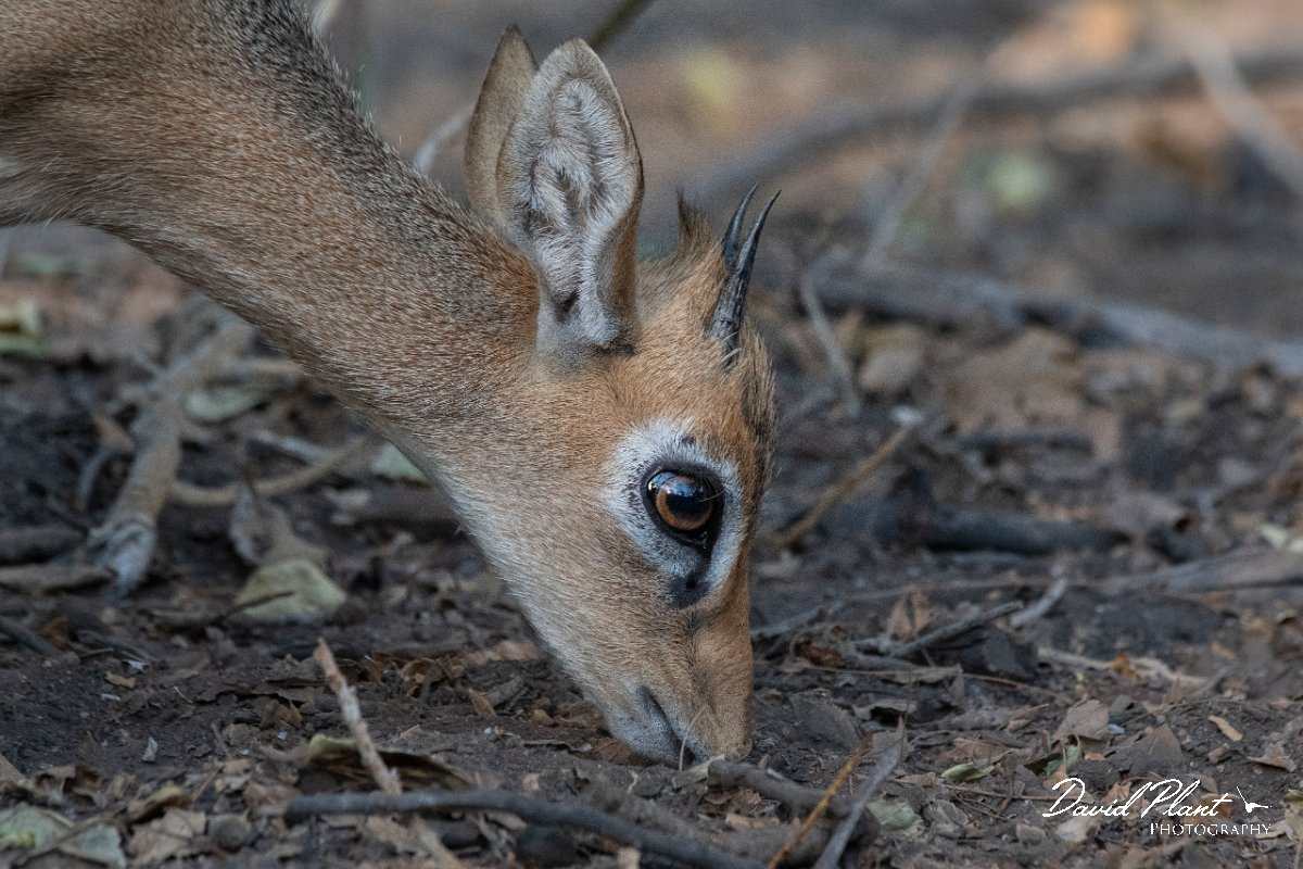 DPPhotography - Namibia - Damara dik-dik - J.jpg - Damara dik-dik male - Waterberg