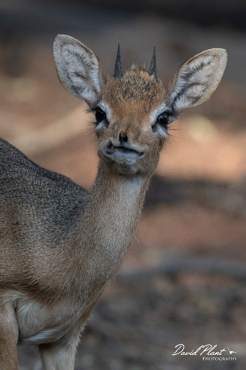 DPPhotography - Namibia - Damara dik-dik - K.jpg - Damara dik-dik male - Waterberg