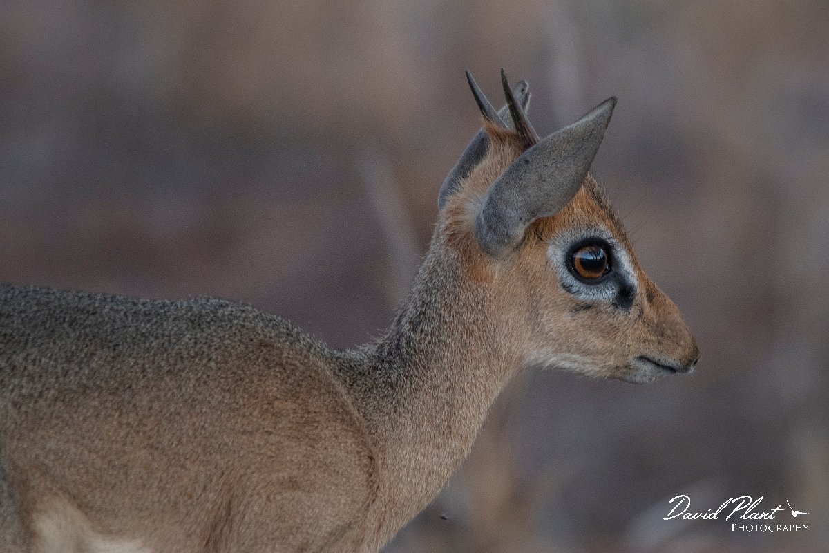 DPPhotography - Namibia - Damara dik-dik - L.jpg - Damara dik-dik male - Waterberg